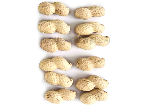 濰花25號(hào)果實(shí)